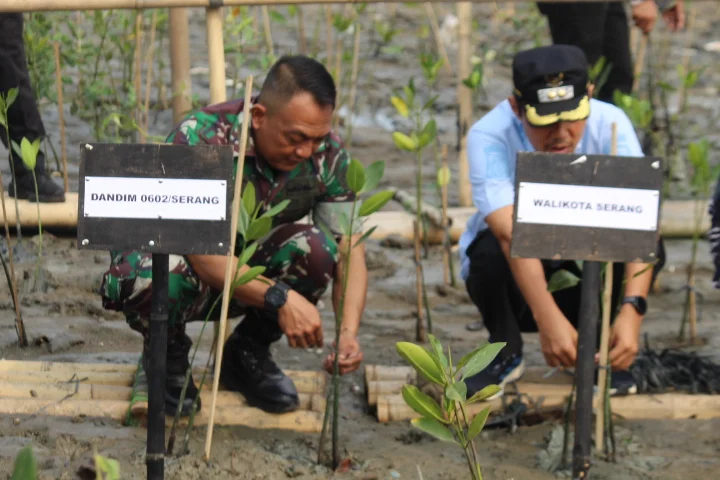 Sambut HUT TNI Ke-81, Kodim 0602/Serang Bersama Pemkot Tanam 2.000 Mangrove di Pantai Gope